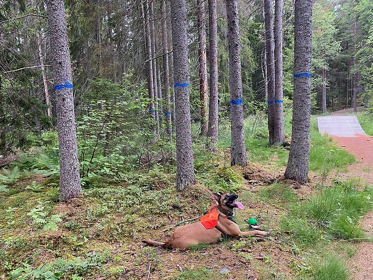 En mellanstor brun hund ligger ner i skogen med utsträckt tunga. På träden bakom hunden är granarna sprayade med blå färg.