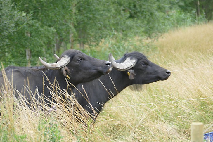 Två svarta vattenbufflar med stora horn står i högt gräs med gröna björkar i bakgrunden.
