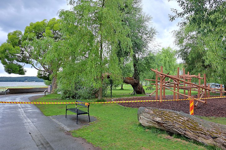Ett stort pilträd vid en klätterlek, på bilden syns även att området är avspärrat 