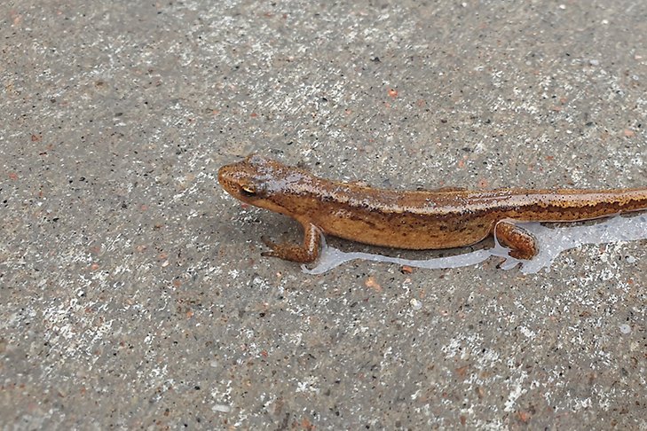 En salamander.