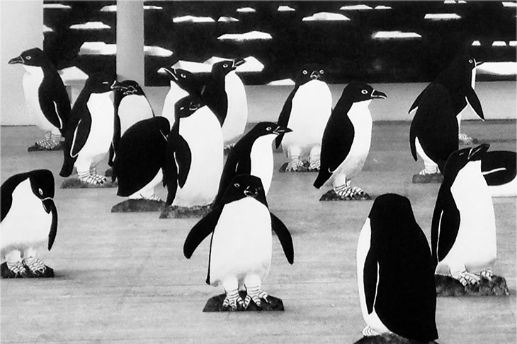 En svartvit bild på pingviner