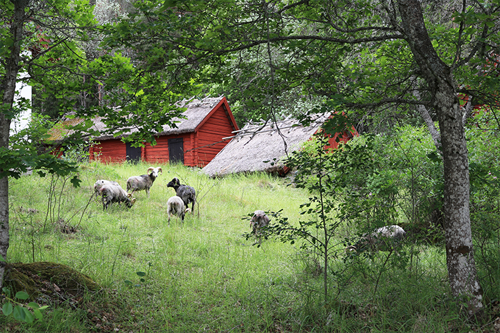 Fåren betar i Viby by. Foto: Sigtuna kommun