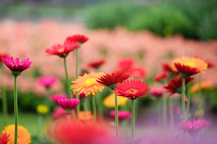 Blommor. Fotograf: Mostphotos