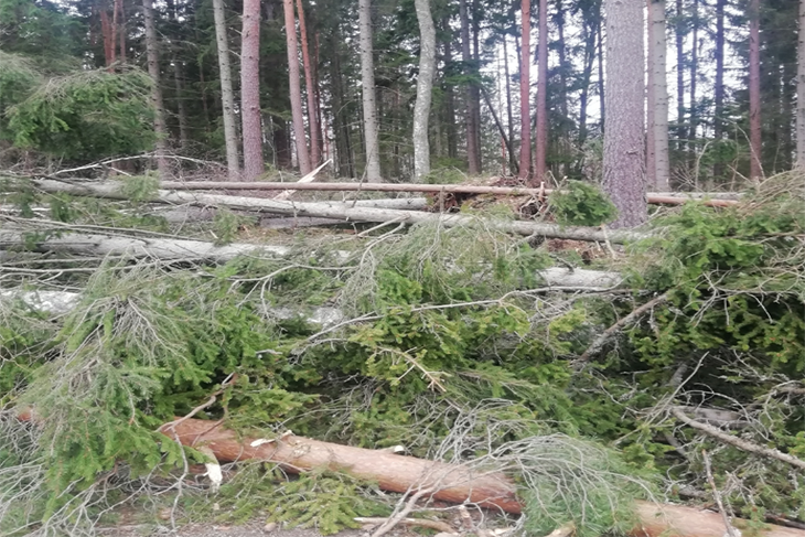 Ett plockepinn av nedfallna granar i en skog