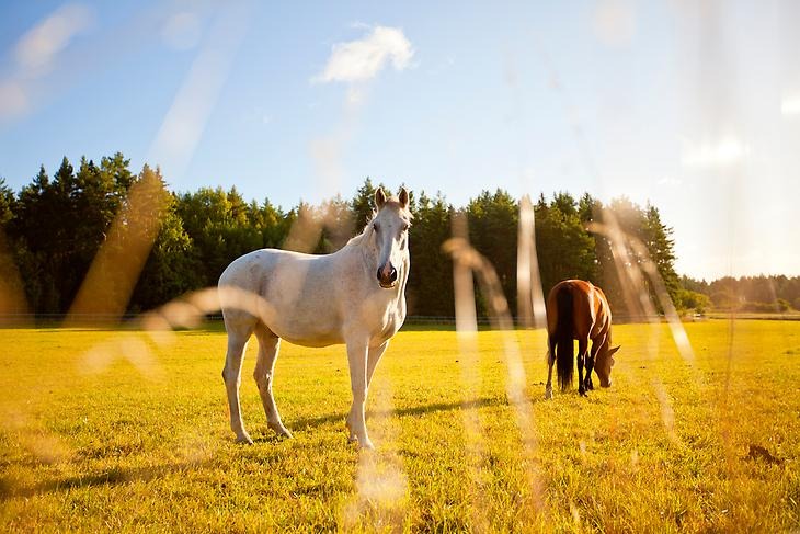 En vit och en brun häst som står i en hage och betar i motljus.