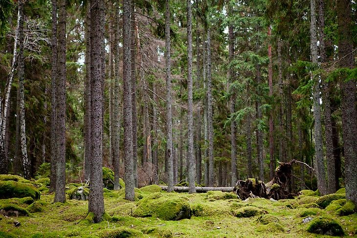Bild på skogen i Torslunda naturreservat.