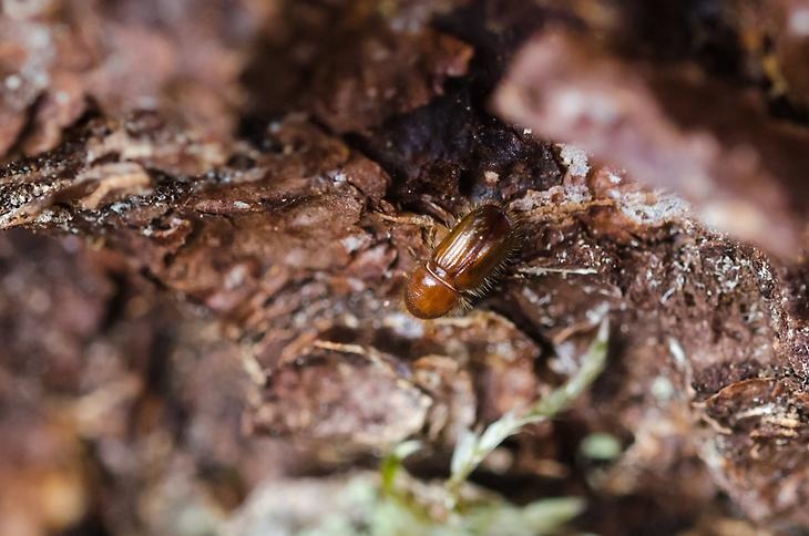 Närbild på skadeinsekten granbarkborre. En brun/svart liten insekt som angriper och tar död på granar.