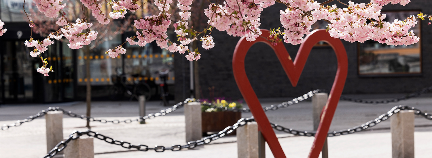 Körsbärsträden blommar på Kulturtorget. Foto: Kari Kohvakka