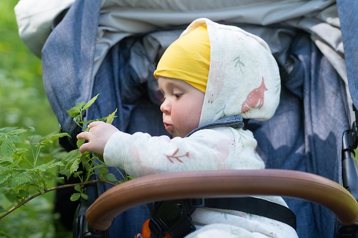 En halvårsgammal bebis i gul mössa som sitter i en barnvagn utomhus och plockar med gröna blad på en buske bredvid.