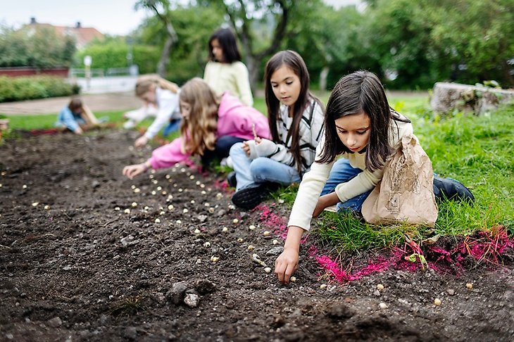 Sex elever i lågstadieålder trycker ned blomsterlökar i jorden.