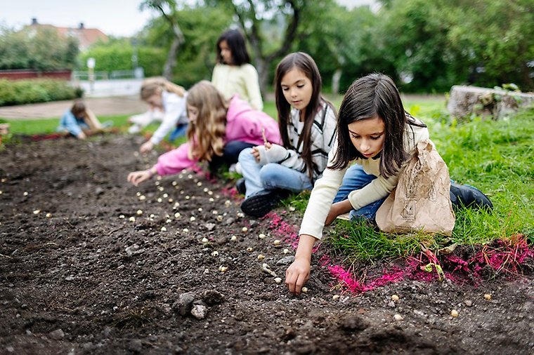 Sex elever i lågstadieålder trycker ned blomsterlökar i jorden. Foto: Rosie Alm